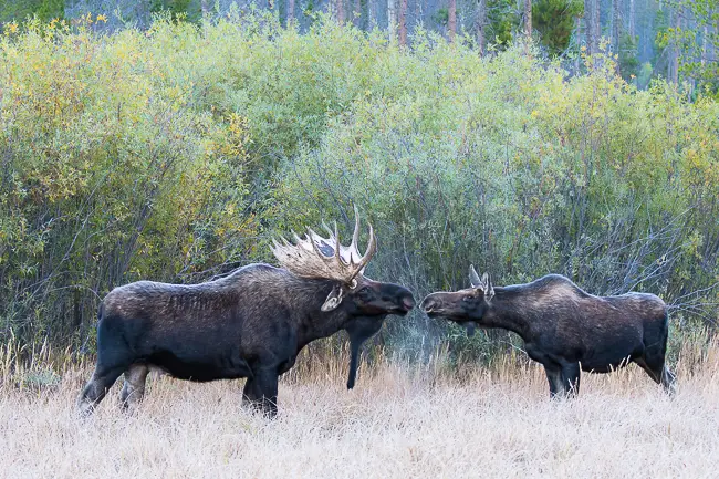 Moose kiss during the Moose rut in Rocky Mountain National Park
